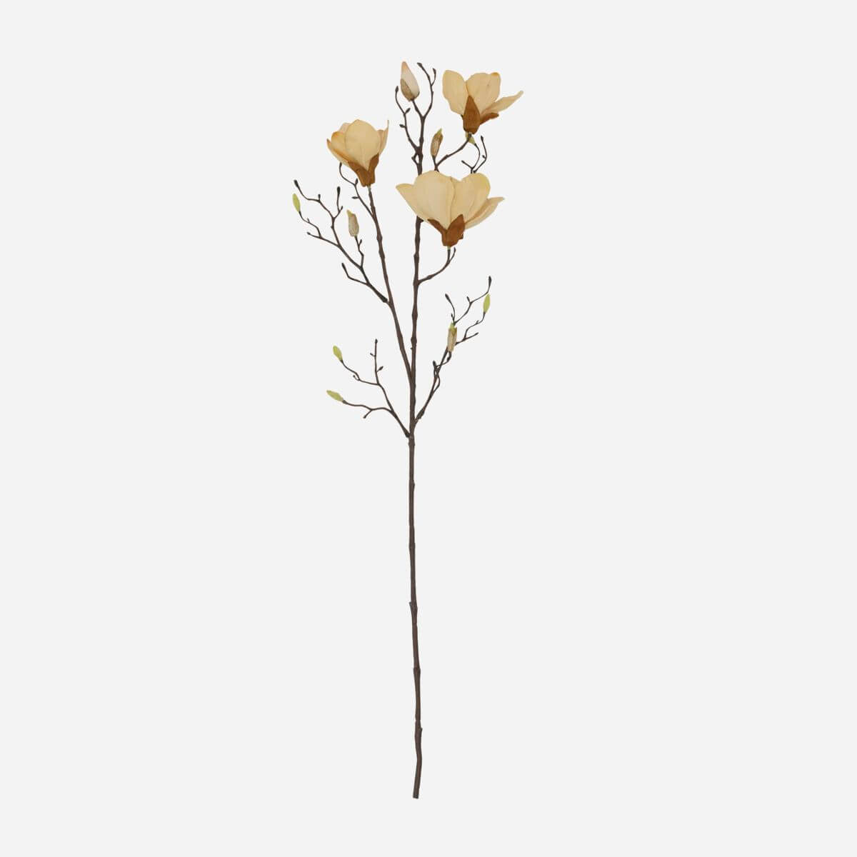 Gerfiblóm - Magnolia grein - hvít